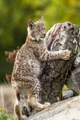 Poster Lynx in green forest with tree trunk. Wildlife scene from nature. Playing Eurasian lynx, animal behaviour in habitat. Wild cat from Germany. Wild Bobcat between the trees © vaclav