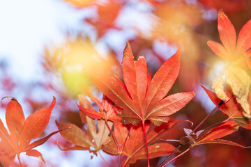 Close up of beautiful maple leaves isolated on bokeh blurry background in autumn season.