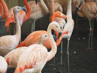 鮮やかなピンク色のフラミンゴ