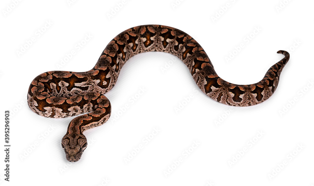 Aufkleber top view full lenght of dumeril's boa aka acrantophis dumerili snake. isolated on white background.