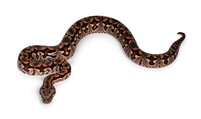 Fototapeta premium Top view full lenght of Dumeril's boa aka Acrantophis dumerili snake. Isolated on white background.