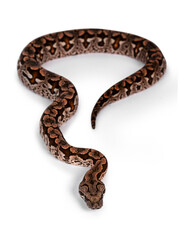 Top view full lenght of Dumeril's boa aka Acrantophis dumerili snake. Isolated on white background.