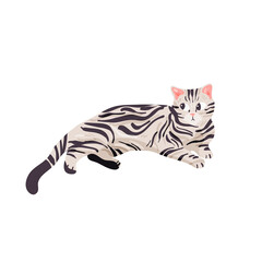 Fototapeta na wymiar Isolated on white shorthair tabby cat vector illustration. American breed design element. Pet in cartoon style.