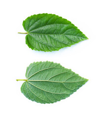 Green leaves front and back side isolated on white background	