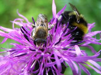 Cornflower with bee and bumblebee