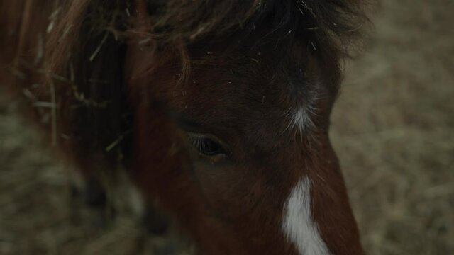 A Gentle Face Of Brown Horse With Messy Hair In A Farm Ranch In Coaticook, Quebec, Canada - Closeup, Slow Motion