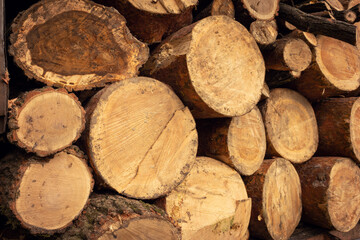 Lots of Logs, Cut trees from the forest. Lumber.