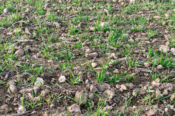 Obraz premium Semis de blé 