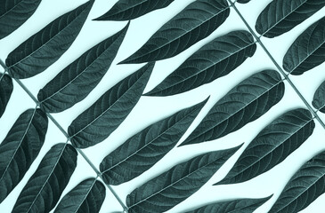 Palm tree leaf on colorful background.
