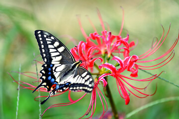 赤い彼岸花とアゲハチョウ