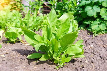 Organic gardening, spinach in a vegetable garden, growing organic plants