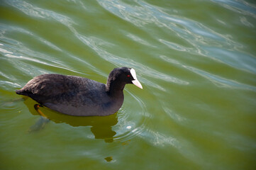 Eurasian coot, black common coot close-up. Wild water bird swimming on blue lake mirror water surface. Wildlife birds watching