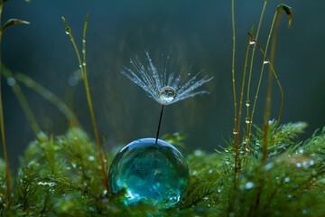 Dandelion on Crystall