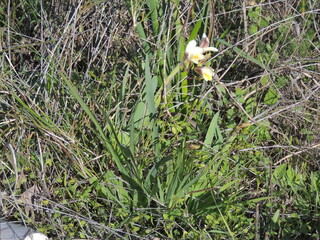 White Kammetjie (Freesia leichtlinii ssp. alba)