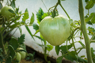 Unripe green tomato growing on bush in the garden.