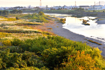 晩秋の相模川川岸のカラフルな植物