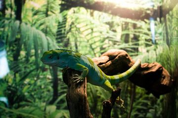 green iguana on a tree