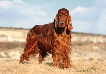 Beautiful happy purebred irish setter pet dog standing in the grass