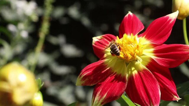 A bee flying and sits on a red flower (Dahlia) in a summer garden, slow motion.