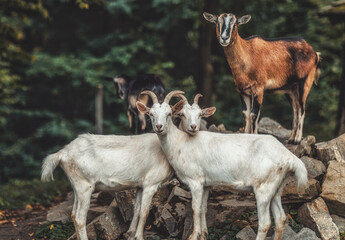 Goat on a farm in summer.