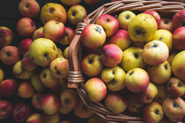 Assorted apple crop in basket, natural light photo, top view