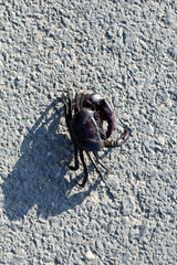Freshwater crabs that live in rice,Fresh water paving walk on the road, rice field crab can be used as food for rural people.