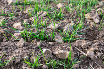 Pousses de céréales en terre