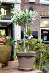 Christmas plants, home flowers in pots decorated with festive Christmas balls outside. Olive tree as creative Christmas tree. Retro holiday in Netherlands . European flower shop in winter outdoor