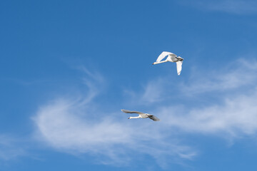 Fototapeta na wymiar Two swans in flight. Blue sky in the background. Picture from Hamburgsund, Sweden