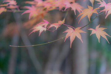 日本の紅葉