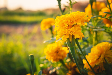 .The background of marigolds and the evening sun