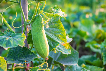 .Fresh cucumber vegetables from the cucumber farm