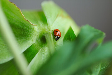 The ladybug on the green leaf.