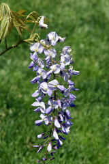 Blauregen, Wisteria, sinensis