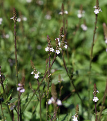 Eisenkraut, Verbene, officinalis, Vervain