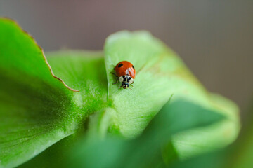 The ladybug on the green leaf.