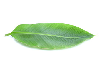 Obraz premium Green banana leaf isolated on white background.