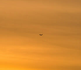 Silhouette of a bird flying at sunset against the crimson sky.