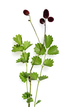 Kleiner, Wiesenknopf, Sanguisorba, minor