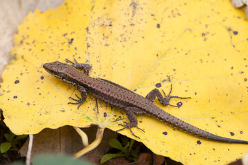 The lizard on the dry leaf