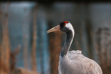 Portrait of common crane Grus grus near a lake.