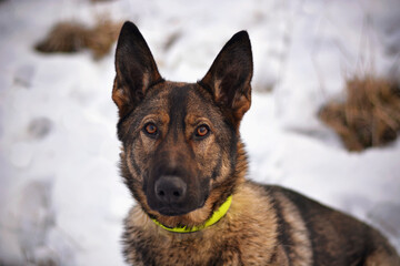 Beautiful german shepherd dog portrait in snow, winter nature
