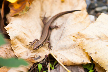 The lizard on the dry leaf