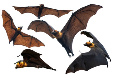 Set of Bats flying isolated on white background  , Lyle's flying fox