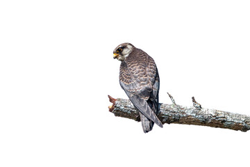 Amur Falcon isolated on white background
