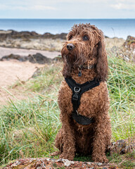 A young cockapoo on the beach in Scotland