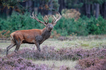 Red deer (Cervus elaphus) stag trying to impress the females in the rutting season  in the forest of National Park Hoge Veluwe in the Netherlands