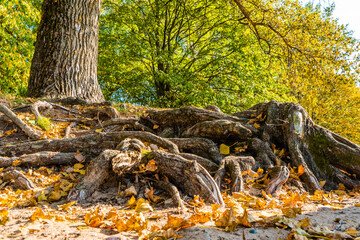 Roots of the Tree Covered with Autumn Leaves