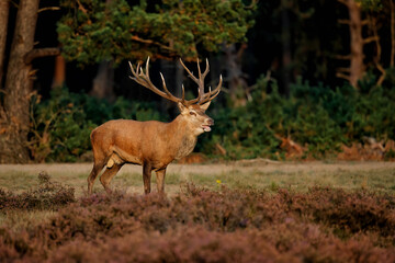 Red deer (Cervus elaphus) stag trying to impress the females in the rutting season  in the forest of National Park Hoge Veluwe in the Netherlands