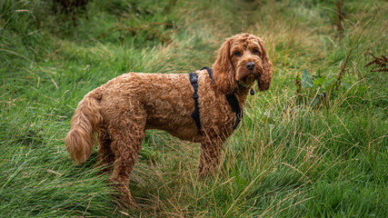 A red Cockapoo standing in a field during a walk in the local hills